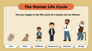 Adolescence bed notes, human life cycle stages